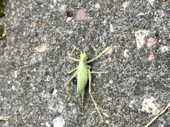 Meconema thalassinum