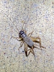 Gryllinae