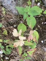 Aquilegia canadensis