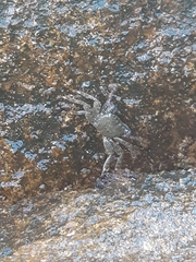 Pachygrapsus marmoratus