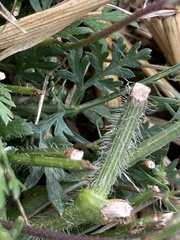Daucus carota