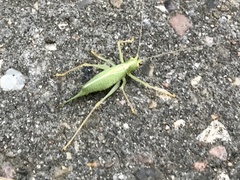 Meconema thalassinum