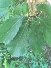 Quercus muehlenbergii