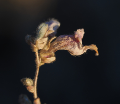 Howelliella ovata