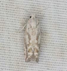 Tortricoidea