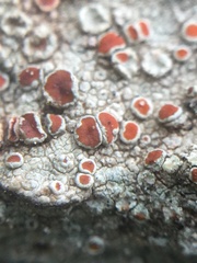 Haematomma
