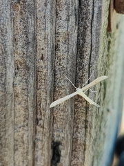 Hellinsia homodactylus