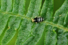 Ditropis pteridis