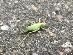 Meconema thalassinum