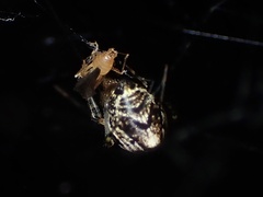Parasteatoda