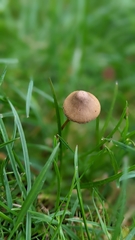 Panaeolus foenisecii