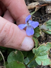 Viola adunca