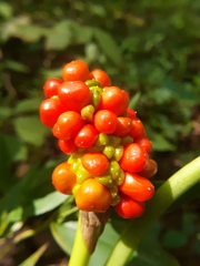 Arisaema quinatum