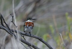 Chloroceryle americana