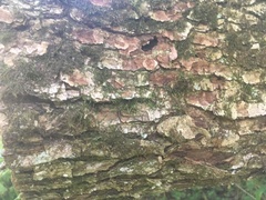 Quercus muehlenbergii