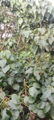 Thespesia populnea