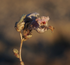 Howelliella ovata