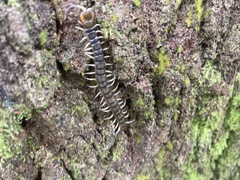 Hemiscolopendra marginata