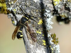 Eumenes