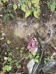 Aquilegia canadensis