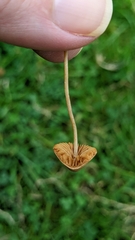 Panaeolus foenisecii