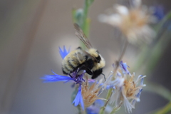 Bombus