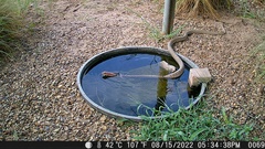 Masticophis flagellum testaceus