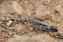 Aiolopus strepens