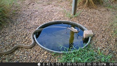 Masticophis flagellum testaceus