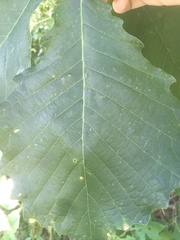 Quercus muehlenbergii