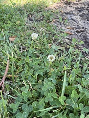 Trifolium repens