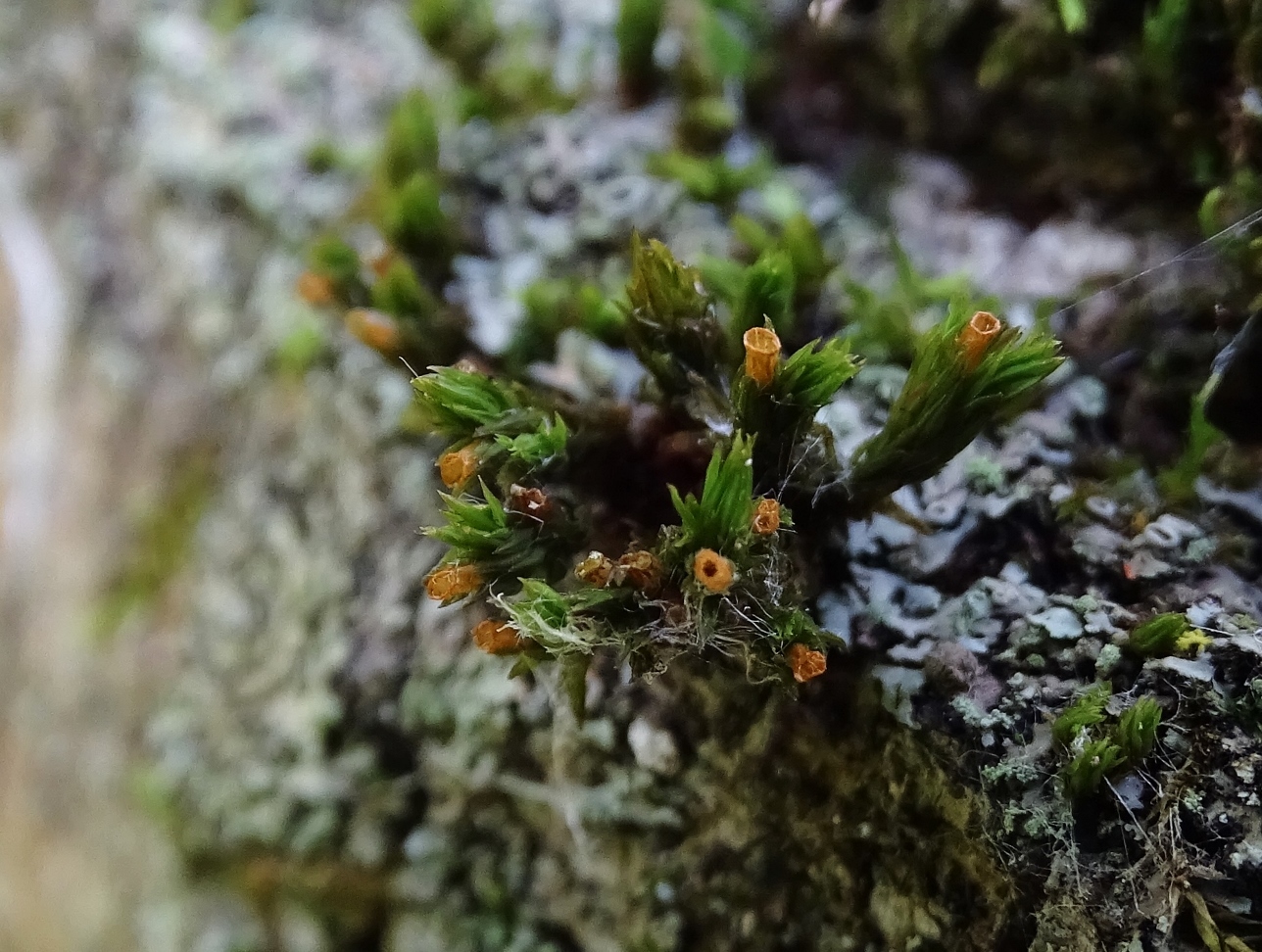 Lewinskya sordida