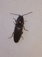 Deilelater physoderus