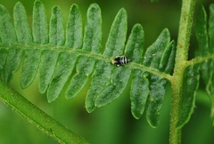 Ditropis pteridis