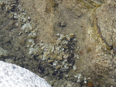 Padina pavonica