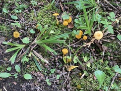 Hygrocybe ceracea