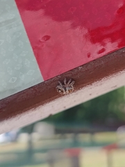Phidippus