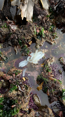 Doryteuthis opalescens