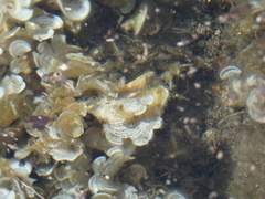 Padina pavonica