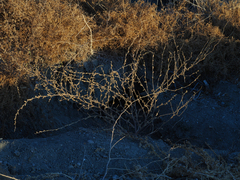 Howelliella ovata