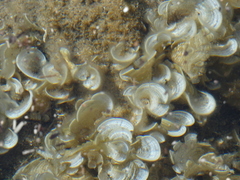 Padina pavonica
