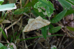 Psamatodes abydata