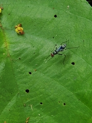 Taeniapterinae