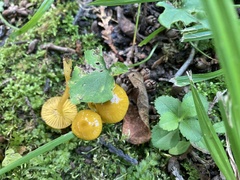 Hygrocybe ceracea