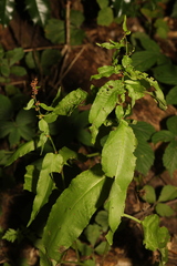 Rumex sanguineus