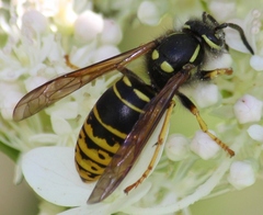 Vespula vidua
