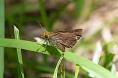 Euphyes vestris