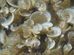 Padina pavonica