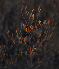 Benitoa occidentalis