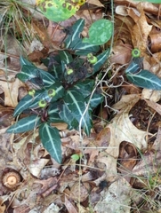 Chimaphila maculata
